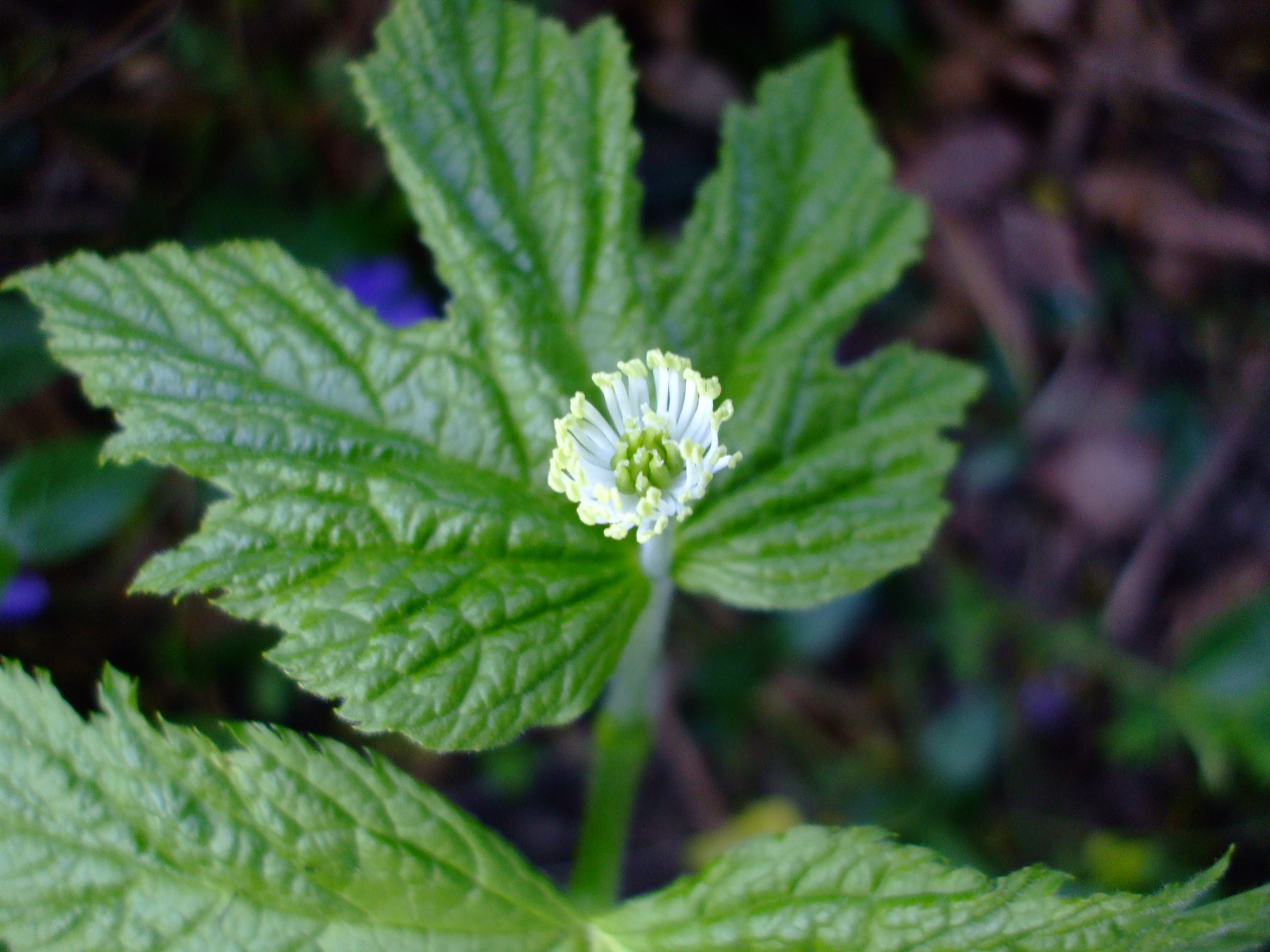 Hydrastis canadensis